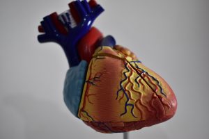 Scientist Invents a ‘Game Changer’ in Lifesaving Heart Transplants