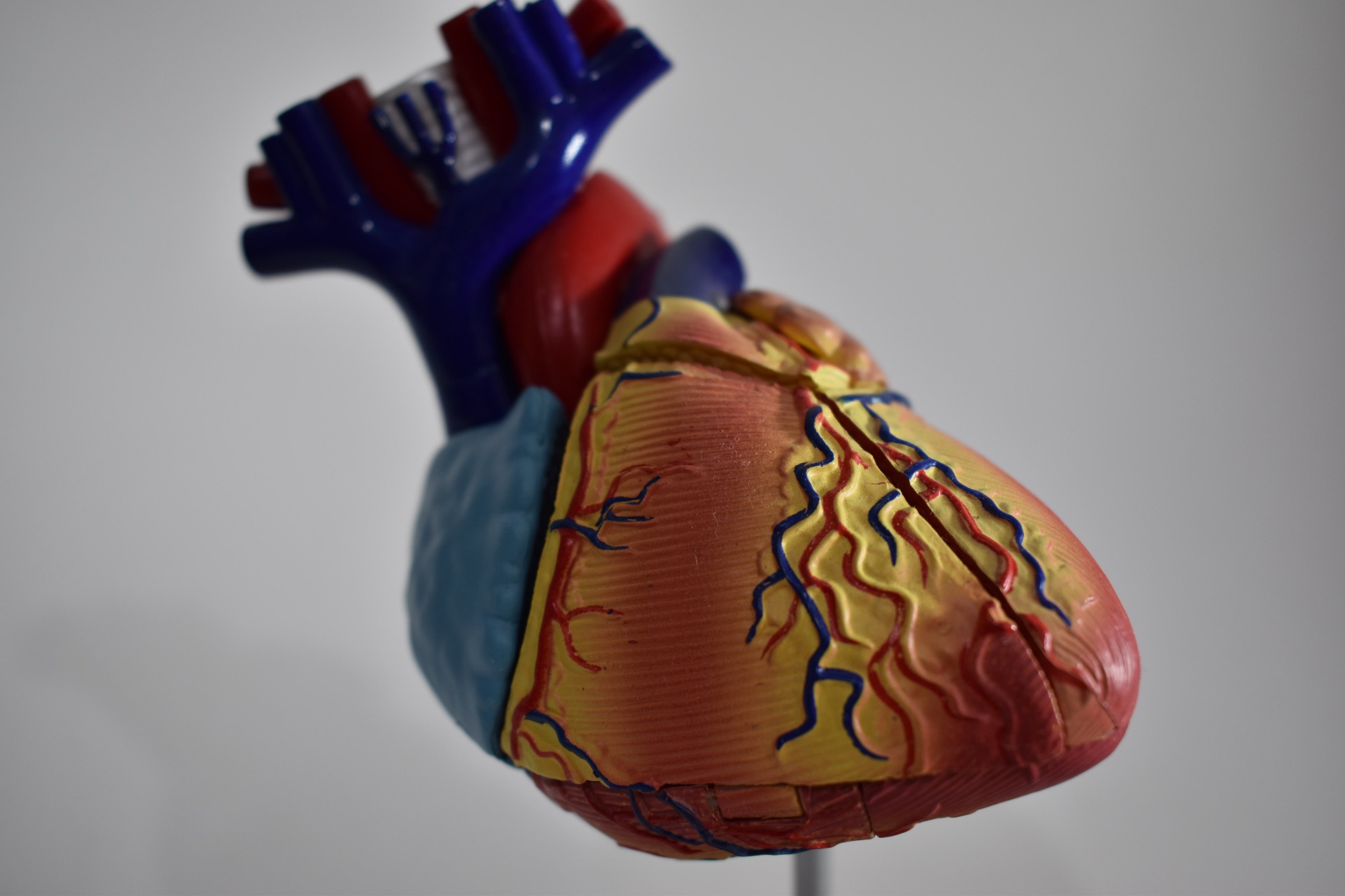 You are currently viewing Scientist Invents a ‘Game Changer’ in Lifesaving Heart Transplants
